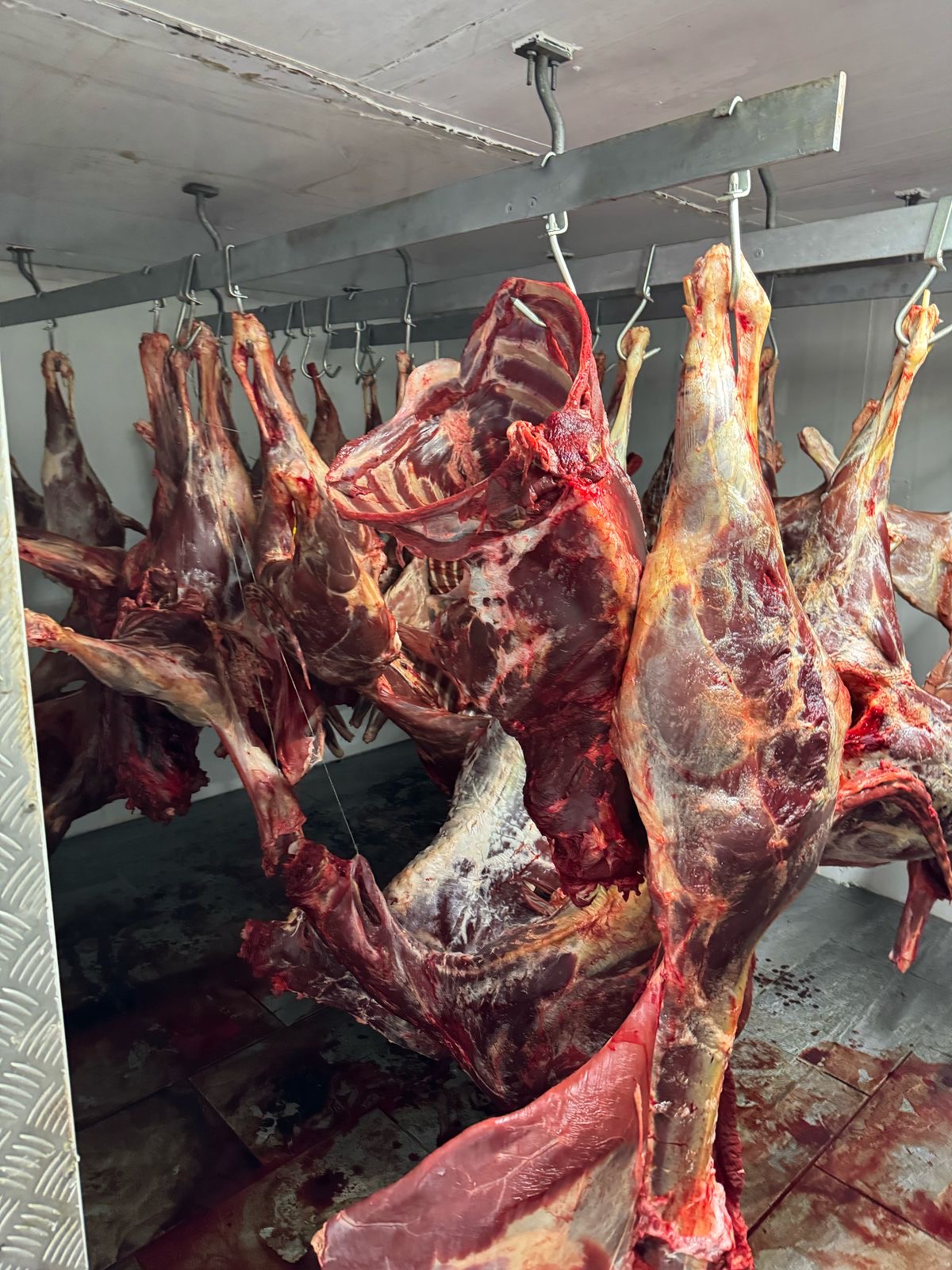 Slaughter, recovery, and cold chain on camp at Vaalpenskraal (3 of 3)