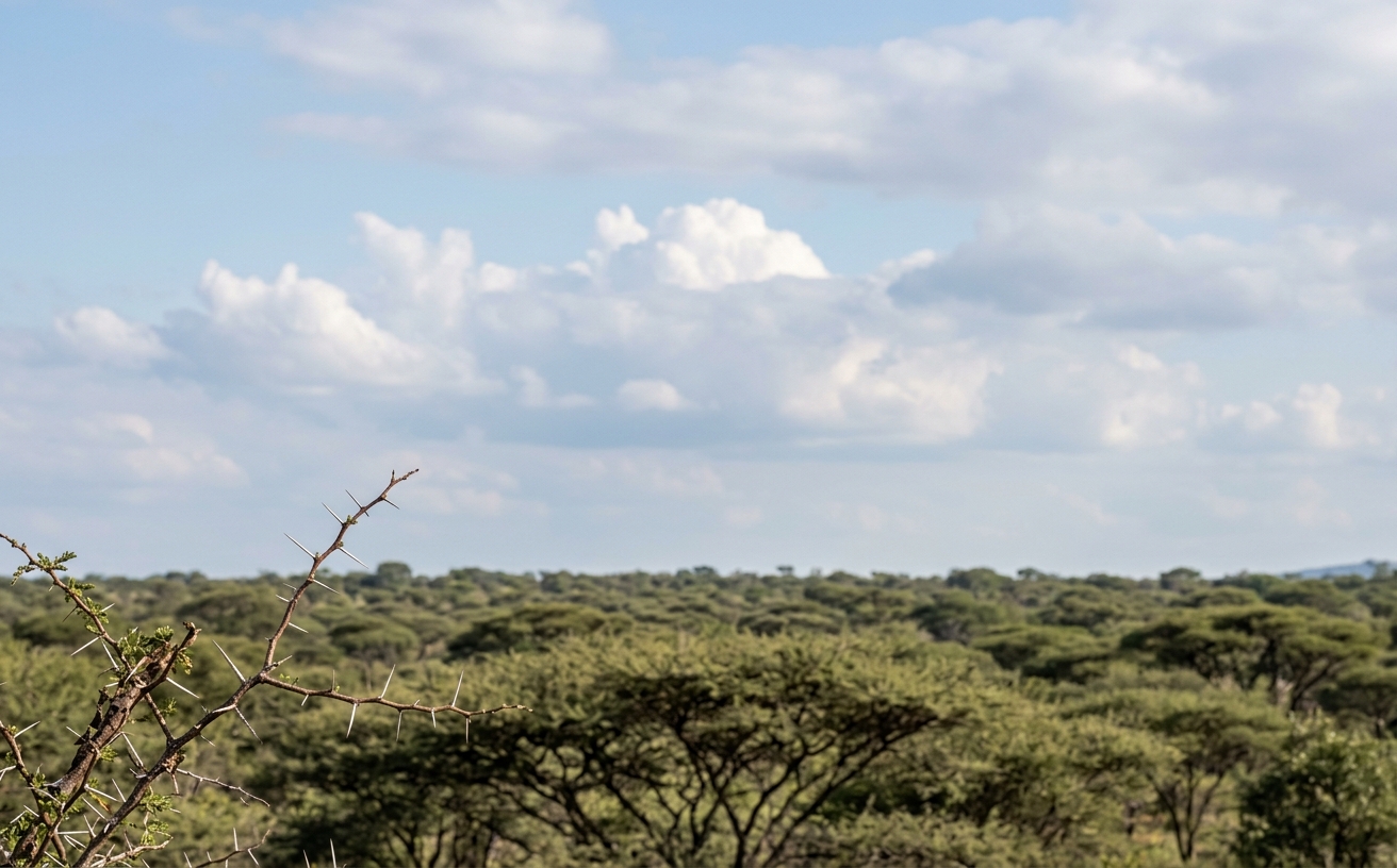 Bushveld sky: honest building cumulus over acacia canopy, weather without stock drama.