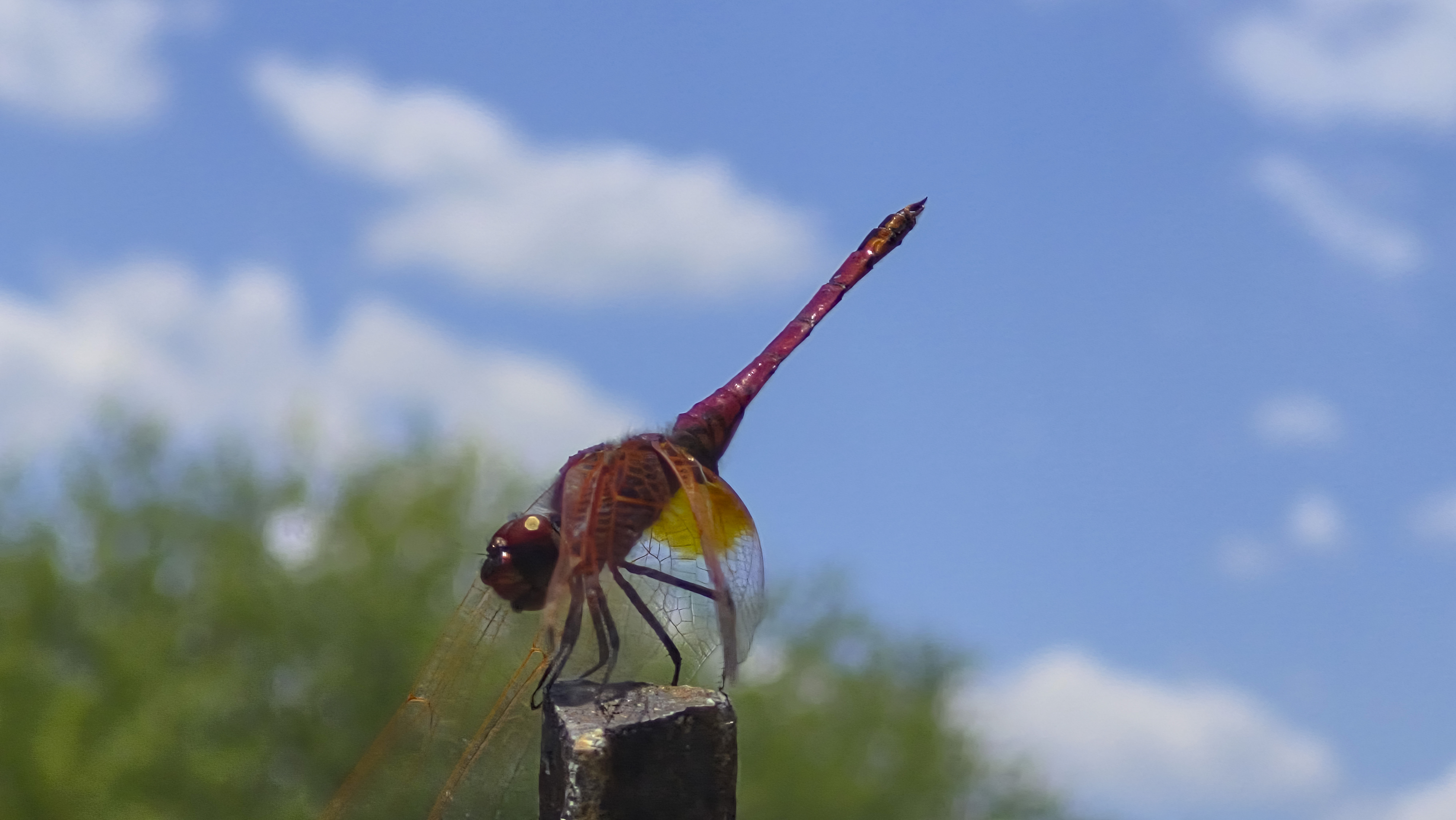 Game viewing from a vehicle on the estate