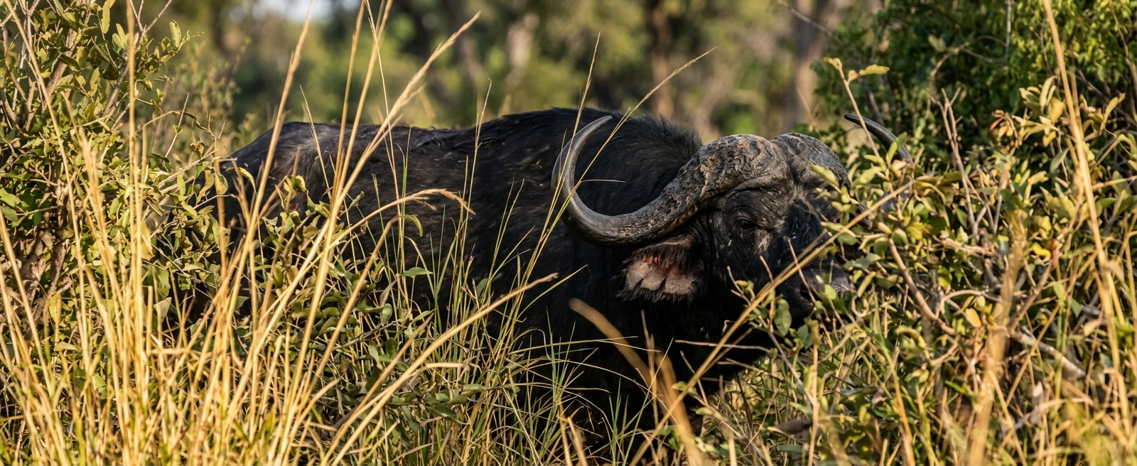 Figure: Cape buffalo estate field reference below intro copy.