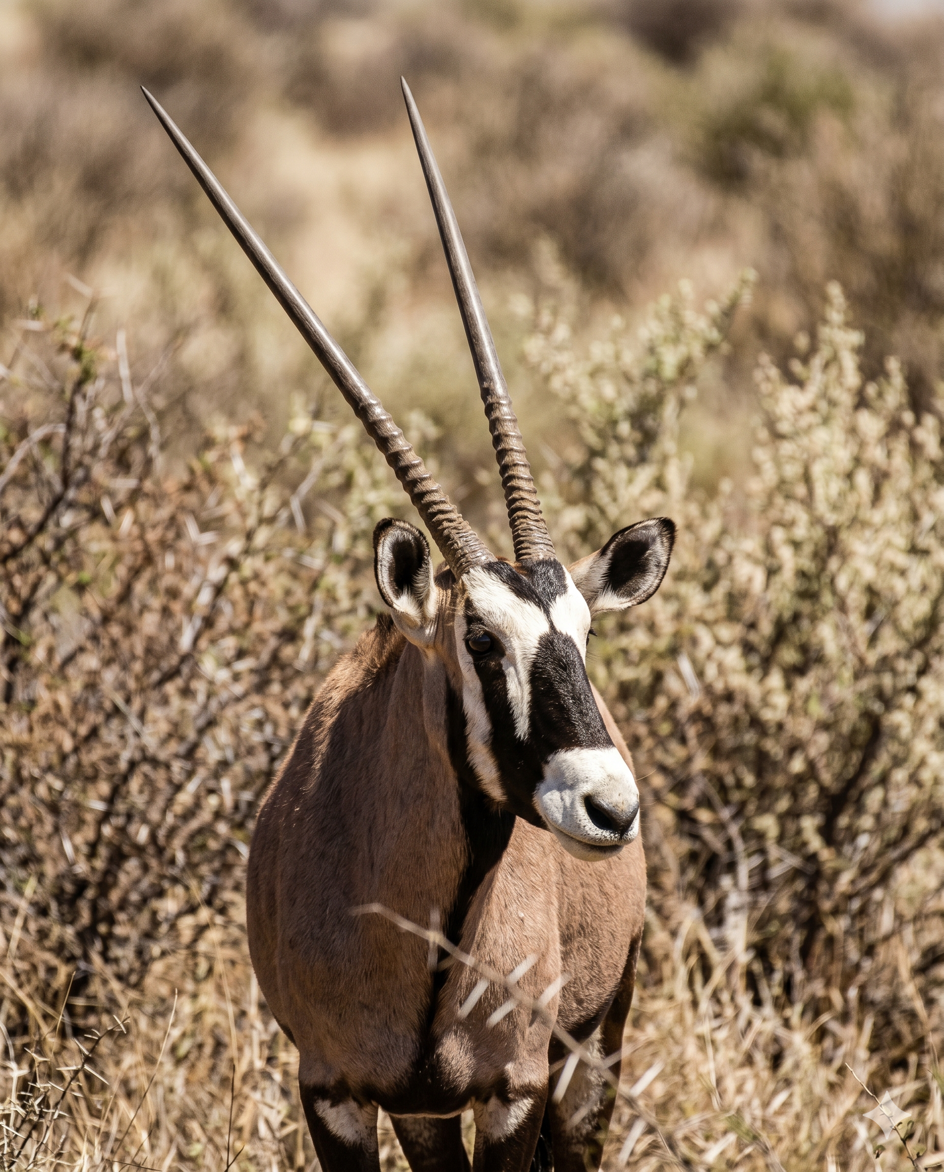 Gemsbok, quarry species at Vaalpenskraal