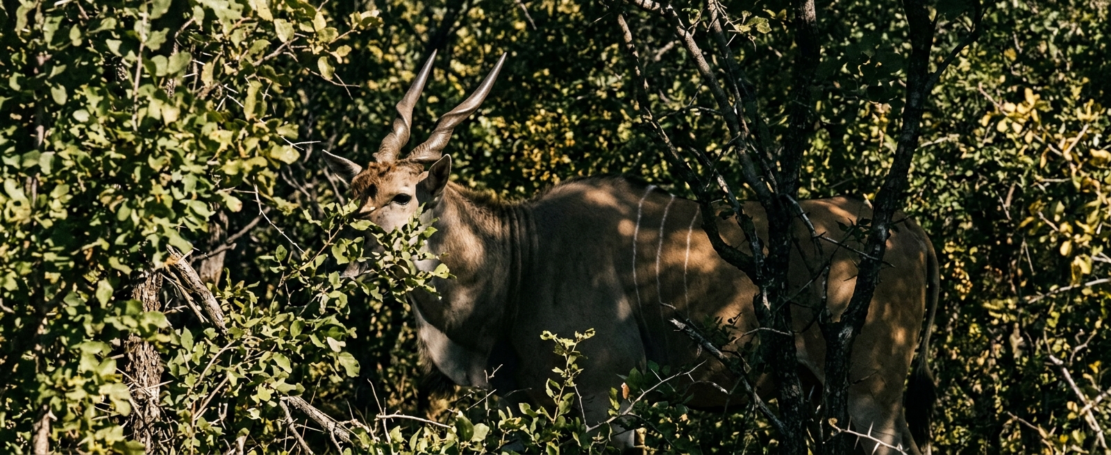 Figure: Woodland glade, grass edge, or spiral silhouette in heat shimmer.