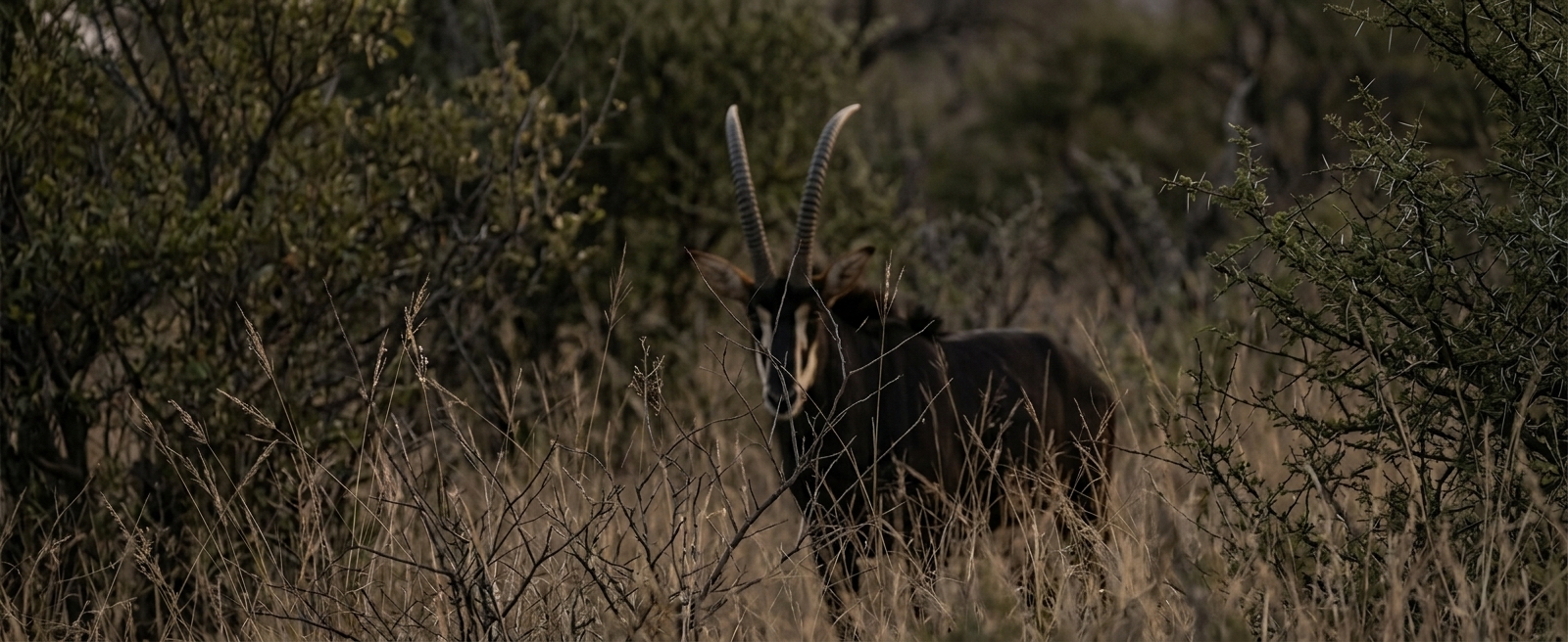 Figure: Thicket edge, horn curve, or white mask flash in the bokeh.
